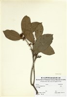藏品(桂花)的圖片
